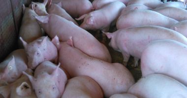 Stire din Social : 53 de focare de pestă porcină africană, în județul Constanța