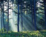 Criminalul din Băneasa, prins în pădure