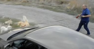 Precizările IPJ Constanța în cazul bărbatului care a tras cu arma în câinele vecinilor - 2