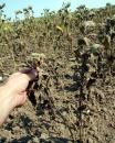 Stire din Economie : Suprafața agricolă calamitată a crescut cu 10%, comparativ cu sfârșitul lunii august