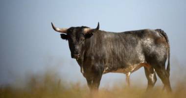 Stire din Eveniment : PANICĂ PE STRĂZI, AZI. TAUR DE 400 de kilograme, în libertate