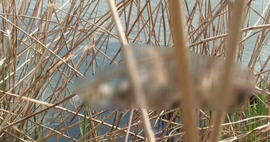 UPDATE - DESCOPERIRE MACABRĂ, în Canalul Dunăre Marea Neagră - 2