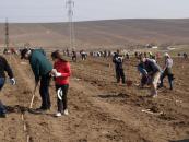 Stire din Politică-Administrație : Două hectare de teren, împădurite în apropiere de Medgidia