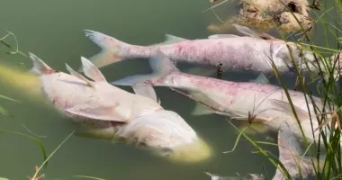 Dezastru ecologic la Corbu! Mii de pești au murit în doar câteva ore - 2