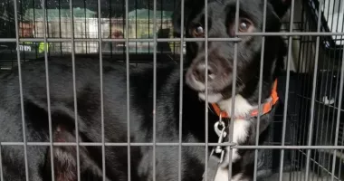 Bărbatul care și-a bătut câinele la Năvodari a fost trimis în judecată - 2