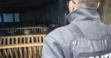 Protecția Animalelor a ieșit pe teren. Nereguli descoperite în mai multe localități - 4
