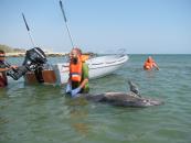 Stire din Social : Oceanic Club a rămas fără motor la ambarcațiunea cu care salva delfini