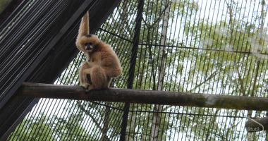 ALERTĂ! Un bărbat drogat a eliberat animale dintr-o grădină zoologică
