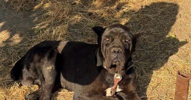 Stire din Eveniment : Polițiștii constănțeni au aplicat sancțiuni pentru nerespectarea legislației privind protecția animalelor