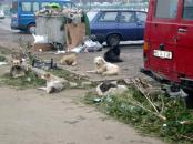 Stire din Cetățenești : Câini otrăviți de "găștile de hoți care bântuie în zona CET"