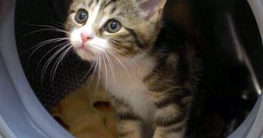 Stire din Cetățenești : Pisicile adoră să se cuibărească sub mașini