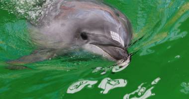 Delfinariul, în pragul unei crize.  Chen Chen și Ni Ni nu-și găsesc dresori - 2