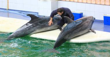 Delfinariul, în pragul unei crize.  Chen Chen și Ni Ni nu-și găsesc dresori - 3