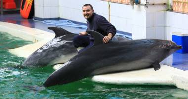 Delfinariul, în pragul unei crize.  Chen Chen și Ni Ni nu-și găsesc dresori - 4