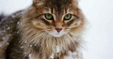 Stire din Social : Recomandări pentru protejarea animalelor pe perioada frigului