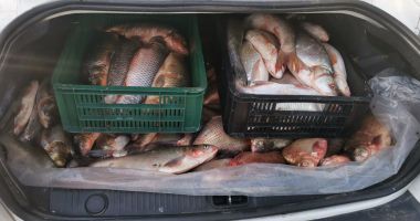 Pește vândut din portbagaj, confiscat de jandarmi