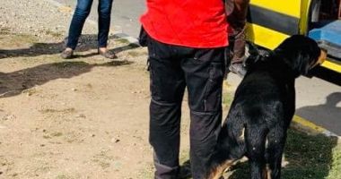 Câinele periculos care a mușcat o adolescentă, în Valu lui Traian, a fost preluat de ecarisaj - 2