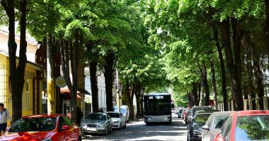 Stire din Social : Constănțeni, se taie arborii! Atenție unde parcați