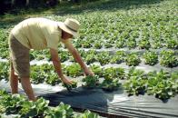 Stire din Economie : Intrarea micilor fermieri în legalitate este scumpă rău