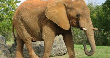 Stire din Actualitate : Cercetătoare moartă după ce a fost călcată în picioare de un elefant