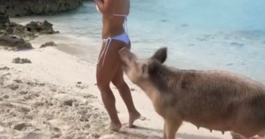 Stire din Monden : ȘOCANT! O celebră vedetă, mușcată de un porc în timpul unei ședințe foto în Bahamas