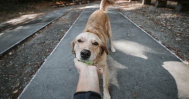 Stire din Social : ALERTĂ 112! Câini omorâți, abandonați pe stradă! Ce spun polițiștii despre acest caz