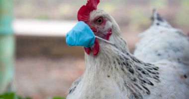 Stire din Actualitate : A fost detectat primul caz de gripă aviară la om. Ce spun specialiştii despre o posibillă epidemie