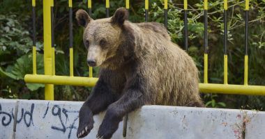 Stire din Eveniment : Turist străin, atacat de urs în timp ce încerca să-l hrănească pe Transfăgărășan