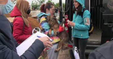 GALERIE FOTO. Peste 150 de câini și pisici, ținuți în CONDIȚII GREU DE SUPORTAT! Poliția a luat toate animalele! - 4