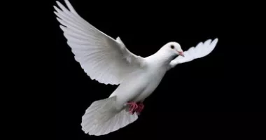 Stire din Social : Încă o tragedie în cazul copiilor operați la Spitalul Județean Constanța: fetița de 6 ani a murit