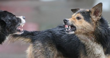 Stire din Social : ÎNCĂ O VICTIMĂ A MAIDANEZILOR! COPIL de trei ani, MUȘCAT DE FAȚĂ ȘI DE CAP de un CÂINE fără stăpân