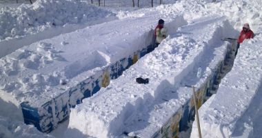 Stire din Social : Albinele sunt în pericol, după zăpezile de săptămâna aceasta