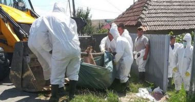 Stire din Social : Două persoane care transportau carne de porc în zona localităților cu focare de pestă porcină au fost prinse de autorități