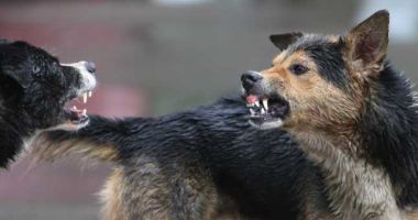 Stire din Eveniment : Femeie atacată de o haită de 20 de maidanezi! A ajuns de urgenţă la spital