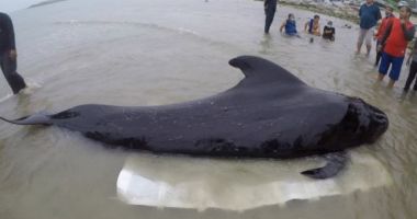 Un pui de balenă a murit după ce a înghițit 8 kilograme de plastic