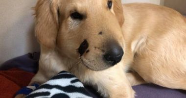 Stire din Actualitate : Un Golden Retriever și-a salvat stăpâna de un șarpe cu clopoței