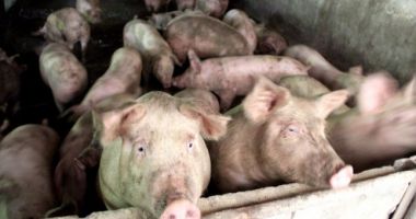 Stire din Social : Zeci de mii de porci, sacrificați după confirmarea virusului Pestei Porcine Africane într-o exploatație din Tulcea