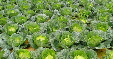 Stire din Sănătate : Cele mai bune surse alimentare de magneziu