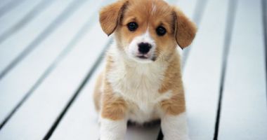 Este alertă! 25 de câini răpuși de o boală necunoscută
