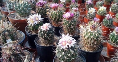 Din secretele cactușilor