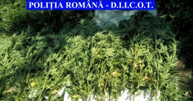6 tone de droguri confiscate în acest an