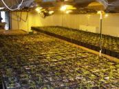 Stire din Eveniment : Plantație de droguri și mașini furate din străinătate, găsite la ferma lui Dimu Polifroni, din Lumina