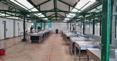 Prețul mielului a crescut. Piața Tomis III are marfă, Griviței așteaptă - 5
