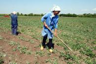 Stire din Economie : Criza economică a tăiat din veniturile agricultorilor români