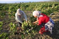 160.000 euro pentru viticultorii români, în 2010