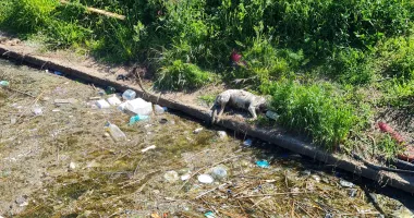 Stire din Social : Canalul din Satul de Vacanță, din nou focar de infecție! Mirosul este insuportabil
