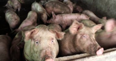 Pesta porcină a ajuns și în Dâmbovița. Numărul județelor afectate a ajuns la 13