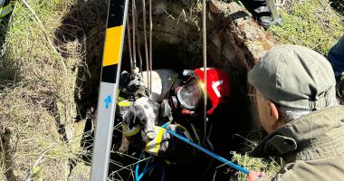 Stire din Eveniment : O altfel de intervenție. Pompierii constănțeni au scos cu succes un câine căzut în canal