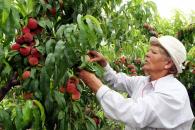 Stire din Economie : România a produs aproape 4 milioane tone de fructe și legume