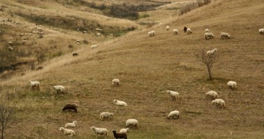 Stire din Economie : Boala limbii albastre lovește DUR! Vacile și oile românești, interzise în UE!